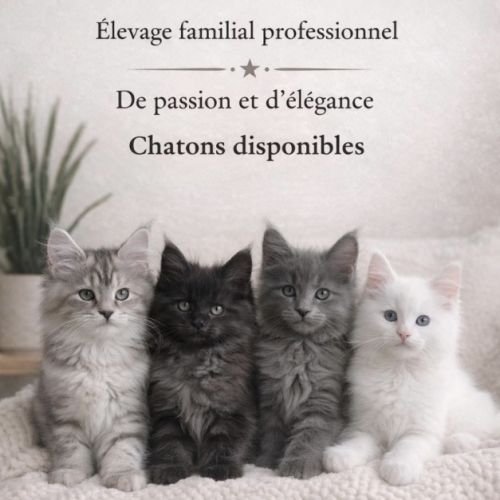 Chatons maine coon loof réservation #0