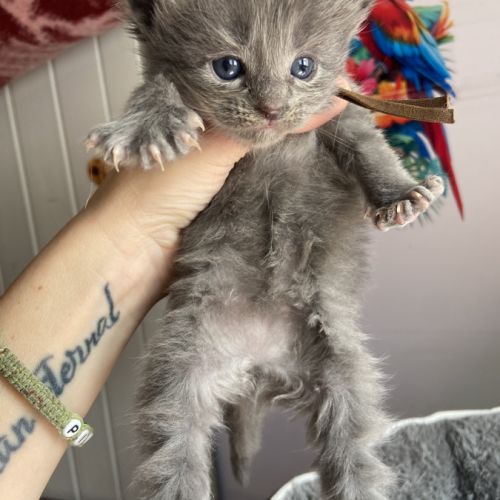 Chatons maine coon loof réservation