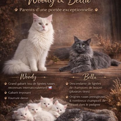 Chatons maine coon loof réservation #1