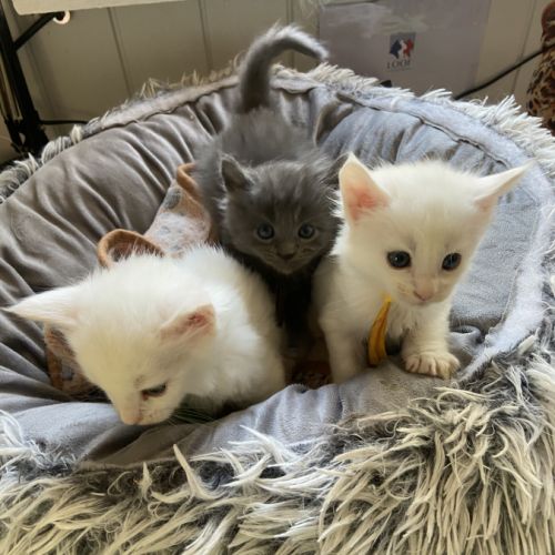 Chatons maine coon loof réservation #2