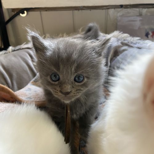 Chatons maine coon loof réservation #3