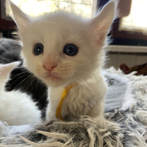 Chatons maine coon loof réservation #4