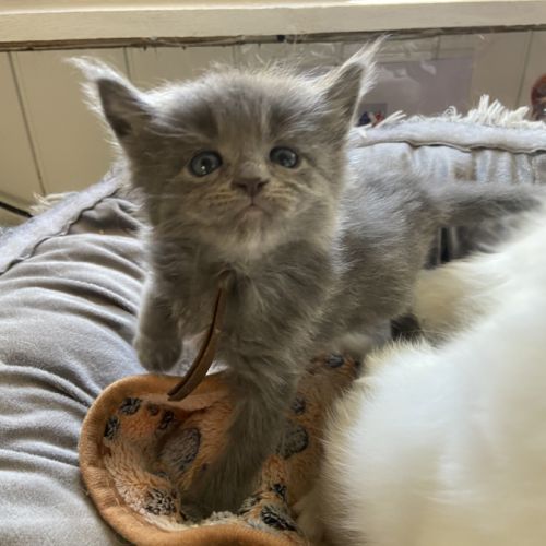 Chatons maine coon loof réservation #6