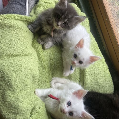 Chatons maine coon loof réservation