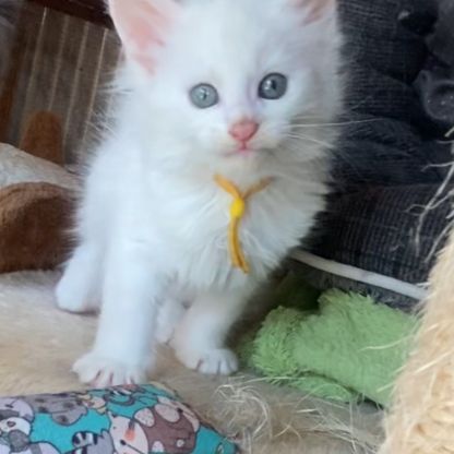 Chatons maine coon loof