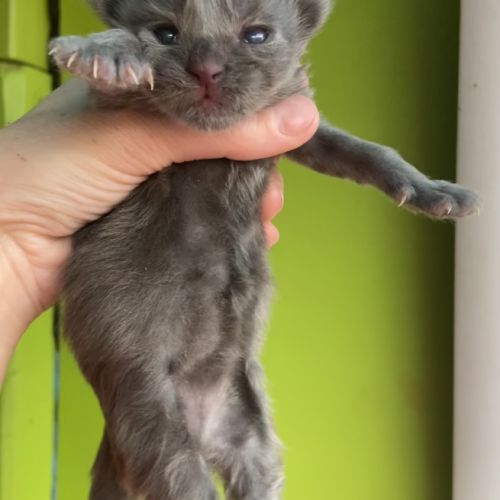 Chatons maine coon