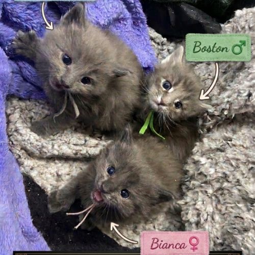 Chatons maine coon lignée russe international #1