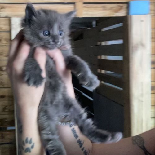 Chatons maine coon lignée russe international #2
