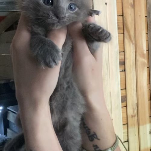 Chatons maine coon lignée russe international