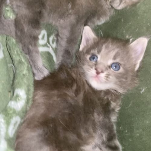 Chatons maine coon lignée russe international #6