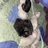 Chatons maine coon loof réservation