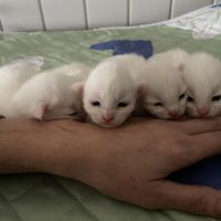 Chatons maine coon loof réservation