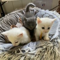 Chatons maine coon loof réservation #2