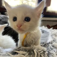 Chatons maine coon loof réservation #4