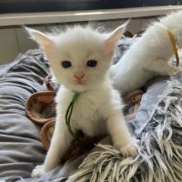 Chatons maine coon loof réservation