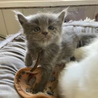 Chatons maine coon loof réservation #6