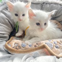 Chatons maine coon loof réservation #7