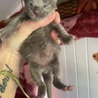 Chatons maine coon loof réservation