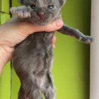 Chatons maine coon