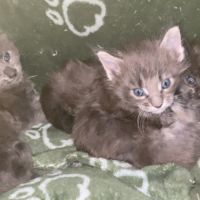 Chatons maine coon lignée russe international #5