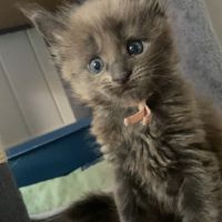 Chatons maine coon lignée russe international