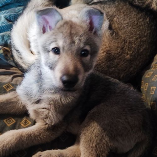 Chiot chien loup de saarloos #0