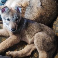 Chiot chien loup de saarloos #1