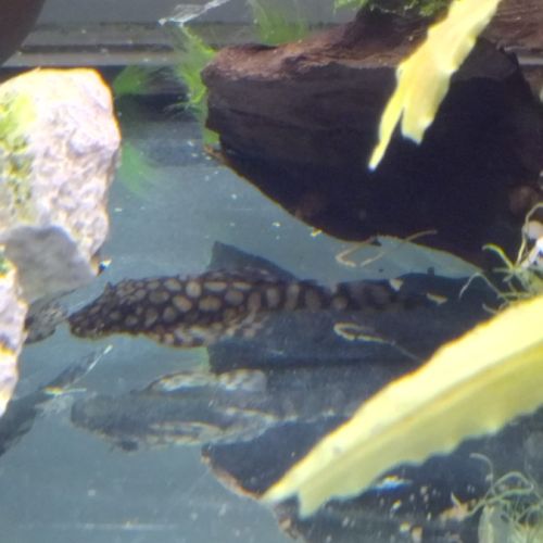 Ancistrus l 519 #3