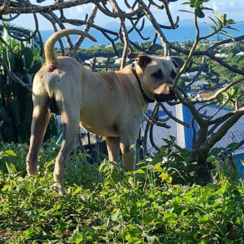 Rio, le toutou au grand coeur #3