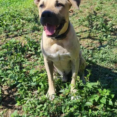 Rio, le toutou au grand coeur #4