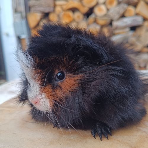 2 femelles péruviennes #5