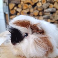 2 femelles péruviennes #1