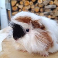 2 femelles péruviennes #0