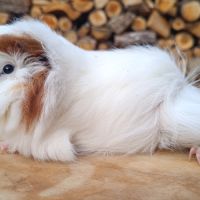 2 femelles péruviennes #3