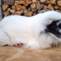 2 femelles péruviennes #4