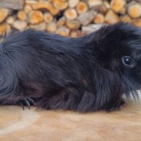 2 femelles péruviennes #7