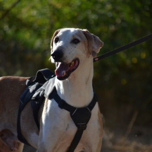 Pongo 11 ans, croisé galgo sabueso. ok chat #4