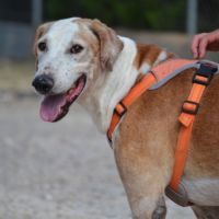 Pongo 11 ans, croisé galgo sabueso. ok chat #1