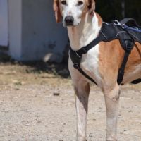 Pongo 11 ans, croisé galgo sabueso. ok chat #2