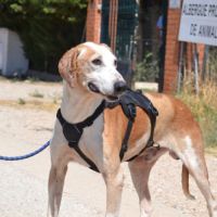 Pongo 11 ans, croisé galgo sabueso. ok chat #3