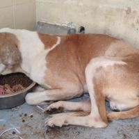 Pongo 11 ans, croisé galgo sabueso. ok chat #5