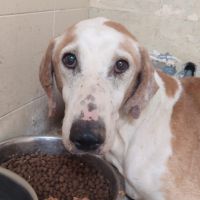 Pongo 11 ans, croisé galgo sabueso. ok chat