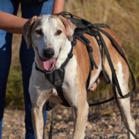 Pongo 11 ans, croisé galgo sabueso. ok chat #7