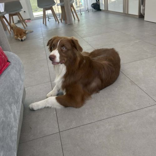 Donne chien berger australien #1