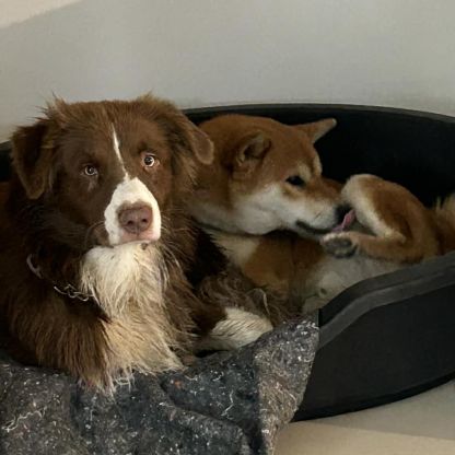 Donne chien berger australien #2