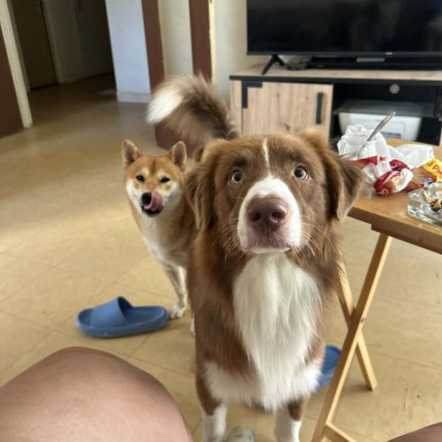 Donne chien berger australien #0