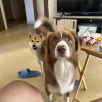 Donne chien berger australien