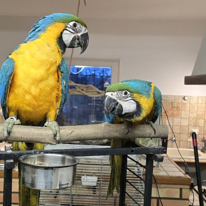 Jeune ara ararauna eam