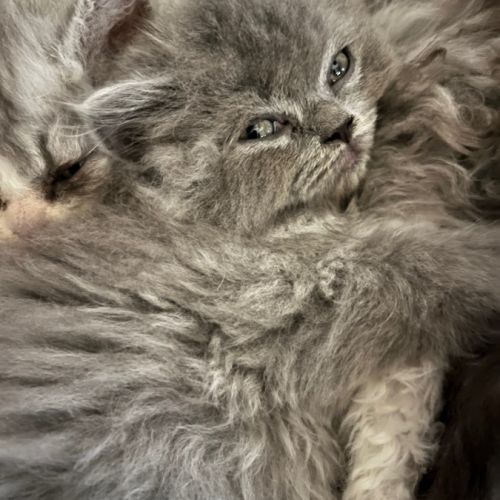 Disponibles à l'adoption chatons selkirk rex #1
