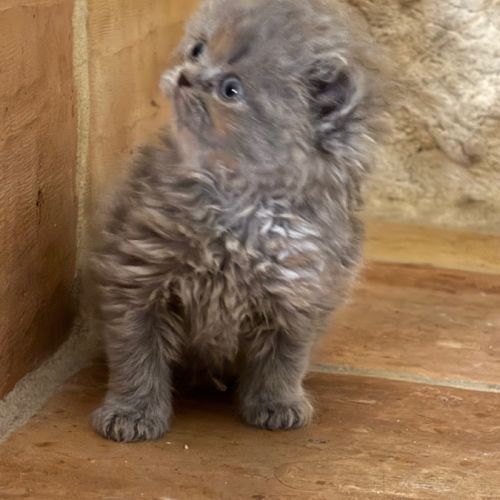 Disponibles à l'adoption chatons selkirk rex #3